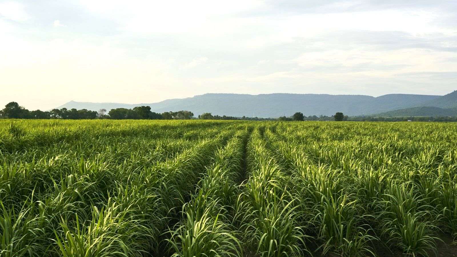 Farmers discussing crop nutrition in a crop of barley